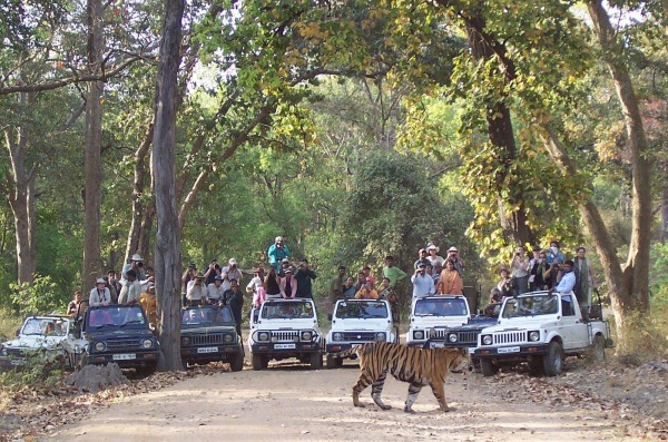Bandhavgarh-National-Park-925011562-7865869-2-600x397