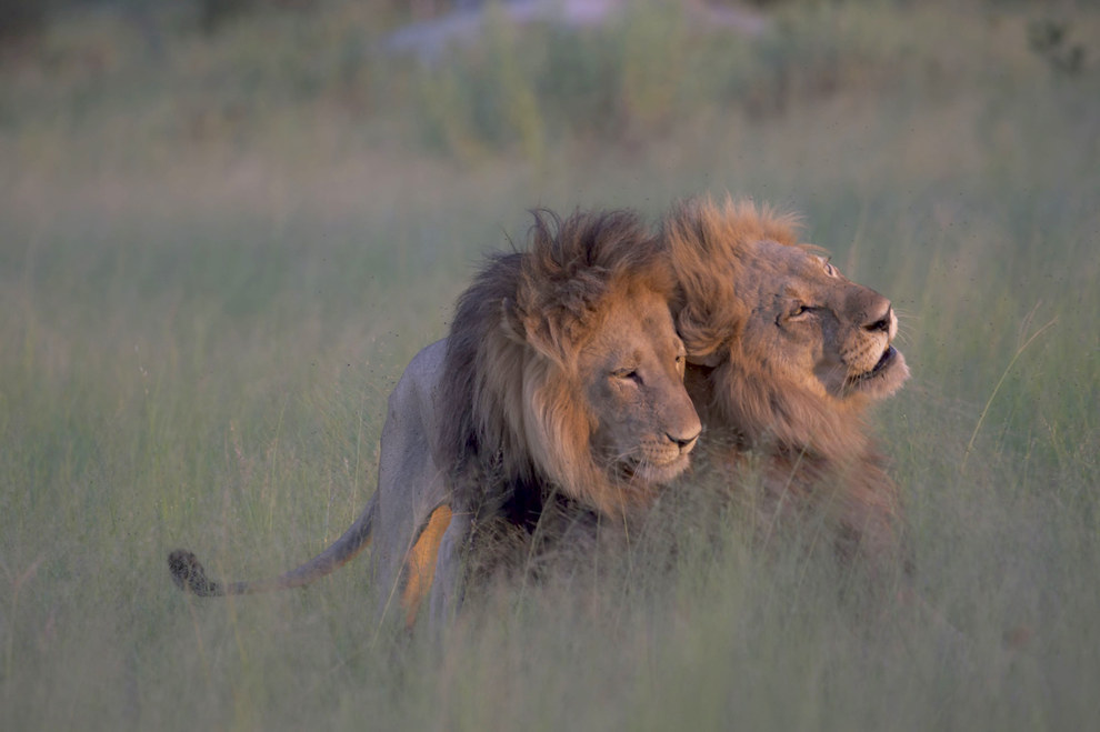 Two adult male lions were photographed exhibiting very affectionate, mating-like behavior at a safari destination in Botswana late last month.